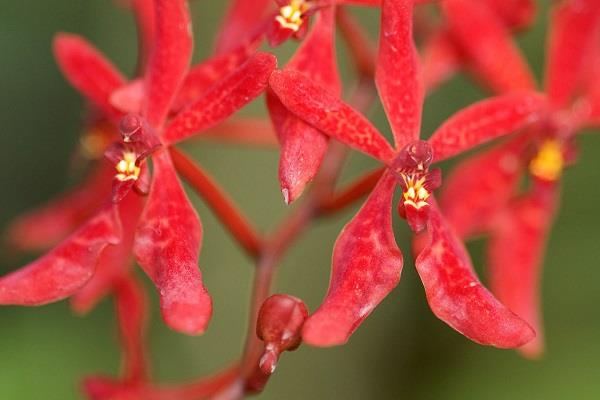 The flower language and symbolic meaning of the flame orchid