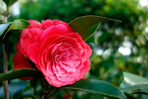 Cultivation method of red camellia