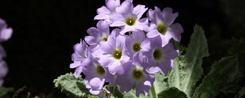 Cultivation methods and precautions for primrose leaves