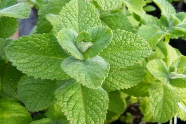 The Difference Between Apple Mint and Cat Mint