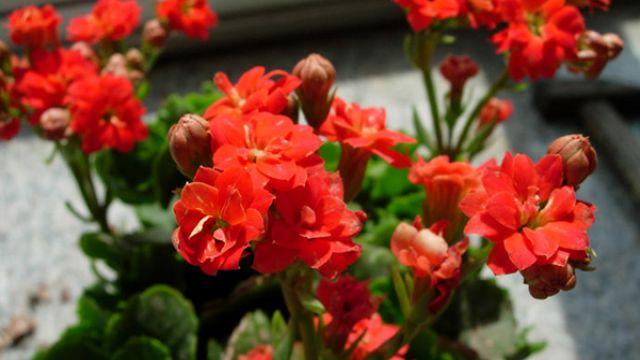 The difference between longevity crabapple and longevity flower