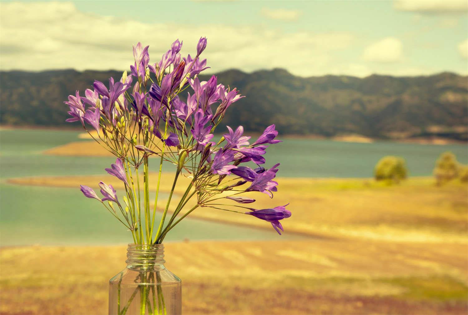 Fresh-cut flowers