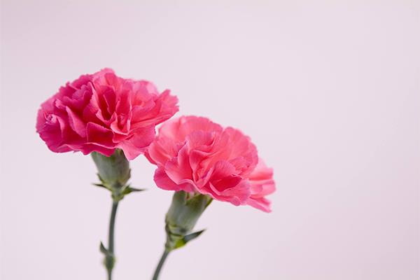 The flowering period of commonly used wedding flowers