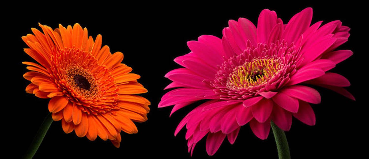 Gerbera