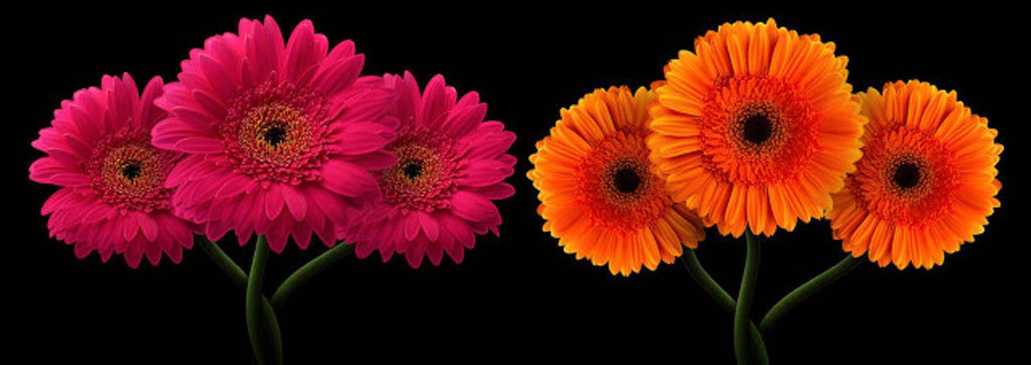 Gerbera