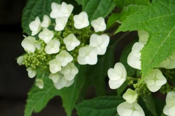 Cultivation methods and precautions of oak leaf hydrangea