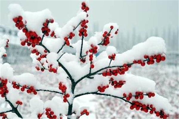 Ten kinds of Christmas symbolic flowers are used during the holidays in the West. Have you used them?