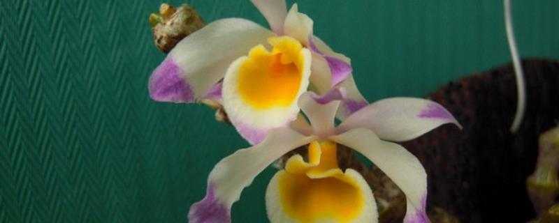 Cultivation methods and precautions of Dendrobium truncatula