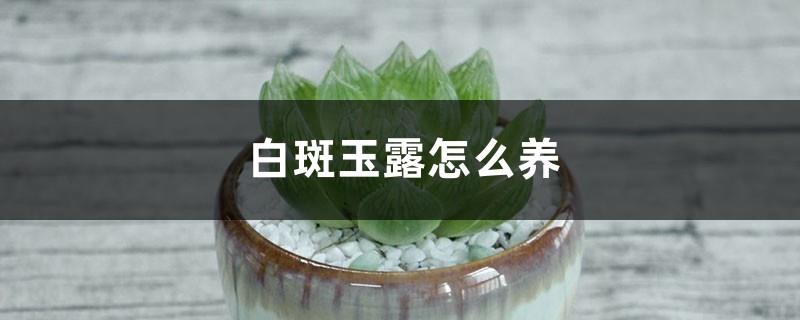 How to raise white-spotted jade dew