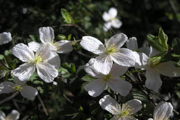 Main varieties of hydrangea vine