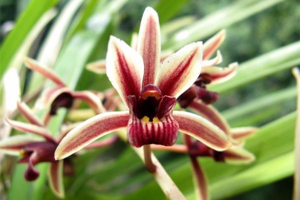 Cultivation methods and precautions of hard leaf orchids