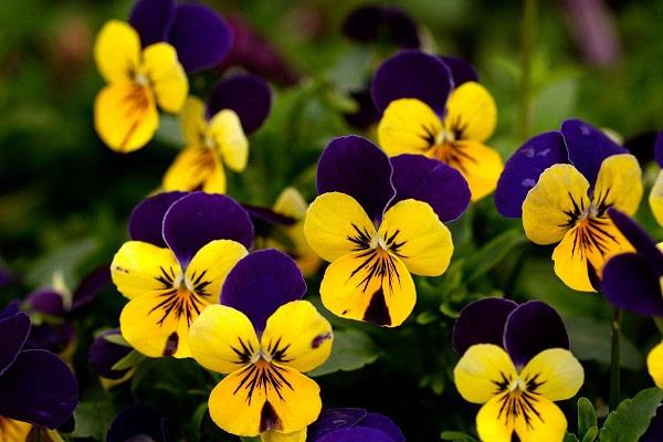 The Flowering Period of Pansy