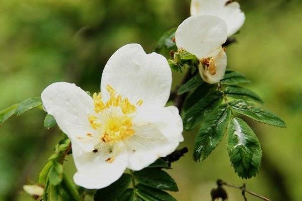 The cultivation methods and precautions of Emei rose