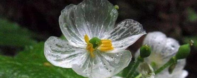 Why do mountain lotus leaves become transparent