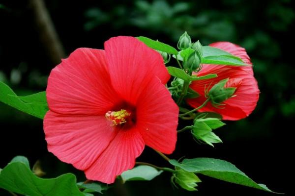 Hibiscus sunflower cultivation methods and precautions