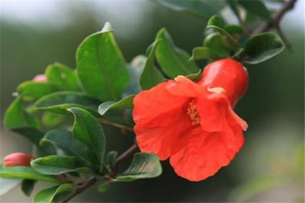 Pomegranate cultivation methods and precautions