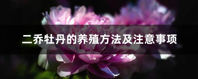 Peony cultivation methods and precautions