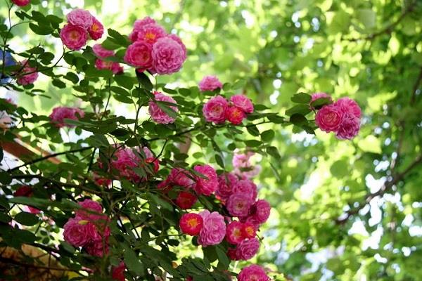 The difference between roses and wild roses