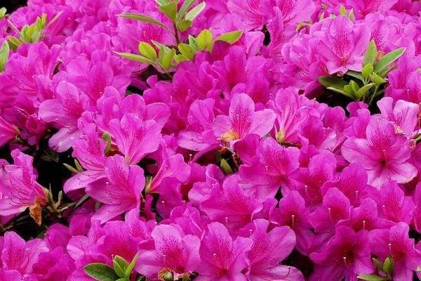 Cultivation methods and precautions for Western azaleas