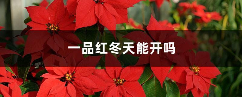 Can poinsettia bloom in winter