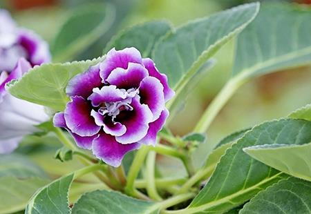 Gloxinia flowers