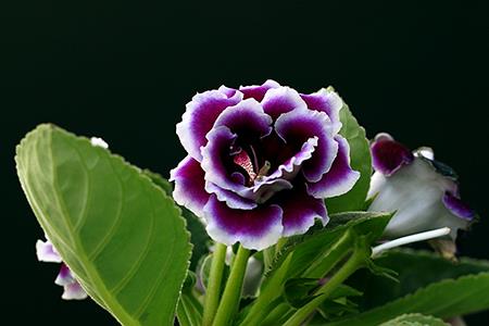 Gloxinia