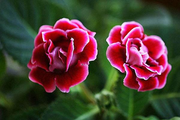 The difference between gloxinia and hibiscus