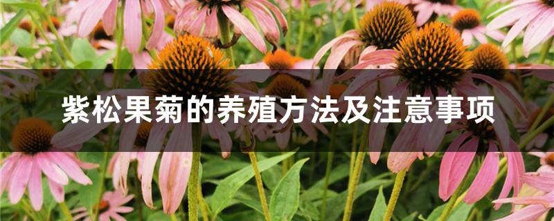 Purple Echinacea Breeding Methods and Precautions