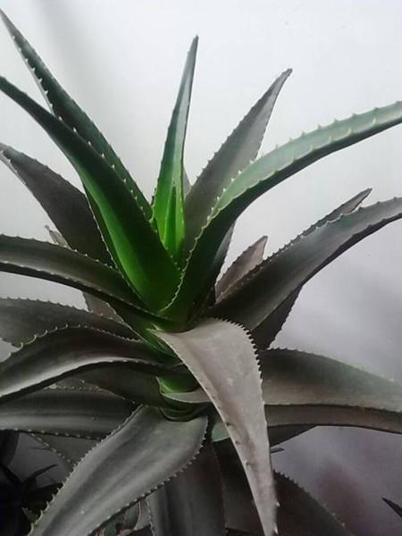 Aloe Vera Plant