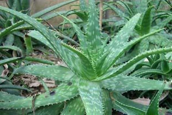 The difference between sea tiger orchid and aloe vera