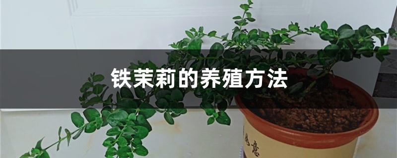 The breeding method of iron jasmine