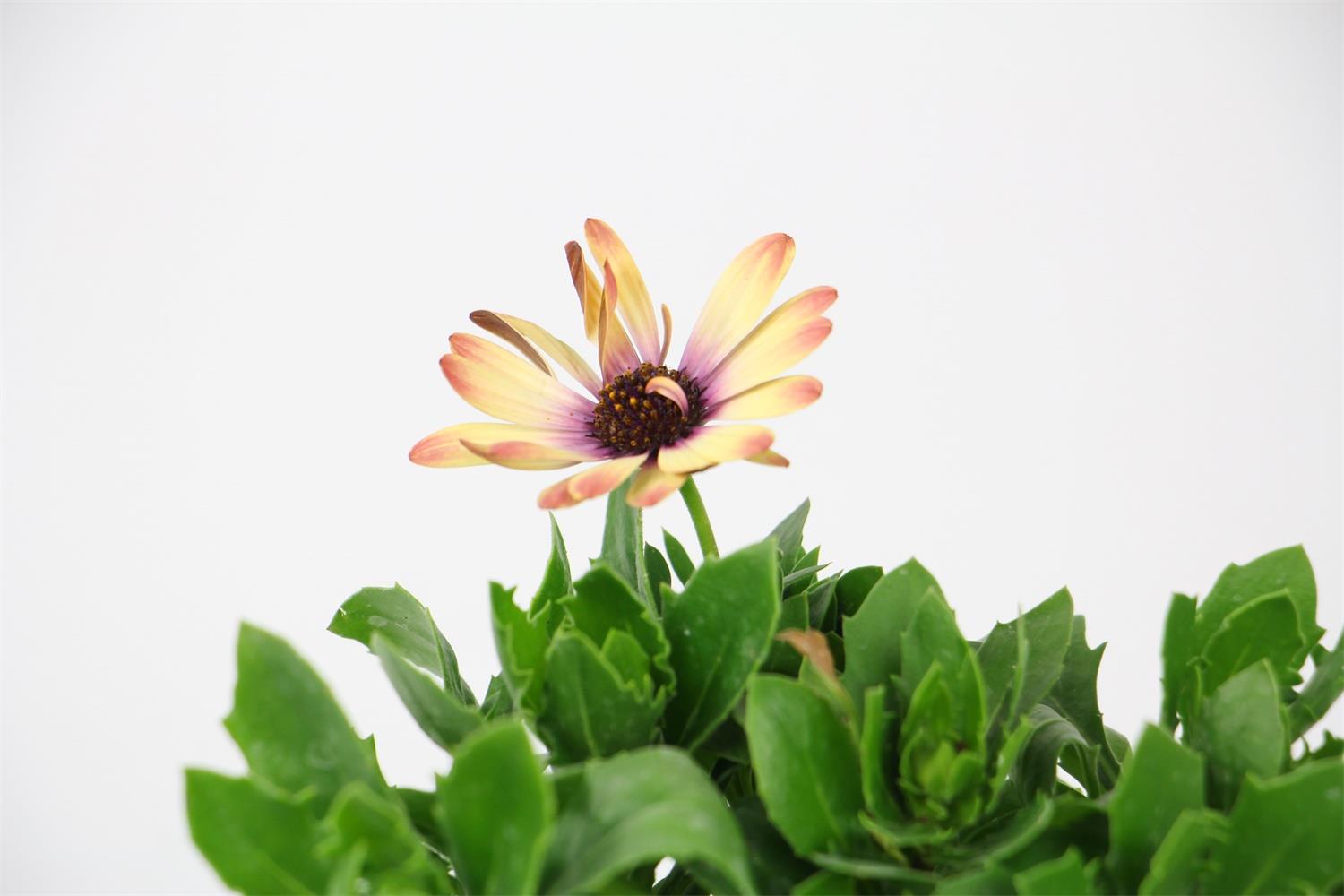 Blue Eyed Chrysanthemum