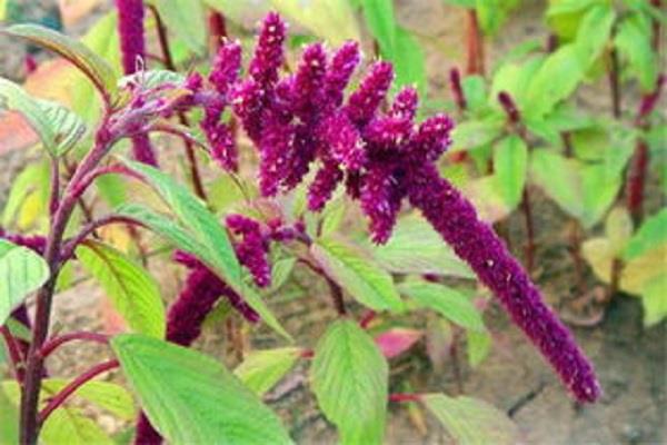 Cultivation methods and precautions of Amaranthus amaranth