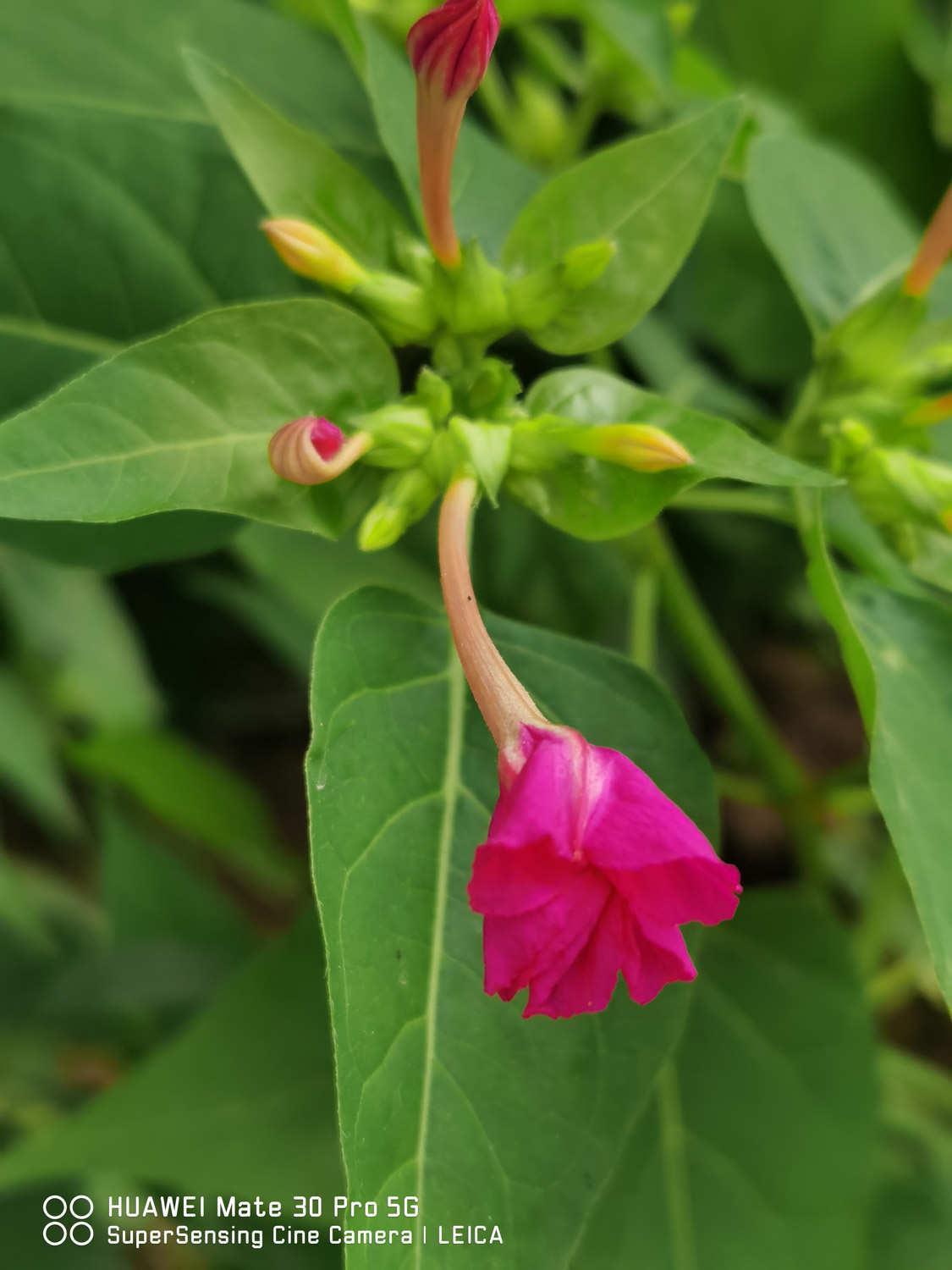 Purple Jasmine