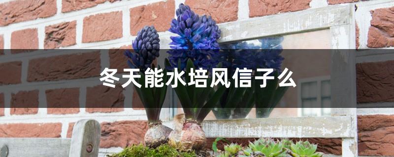 Can hyacinths be grown in water in winter