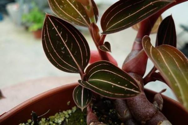 Cultivation methods and precautions of blood leaf orchid