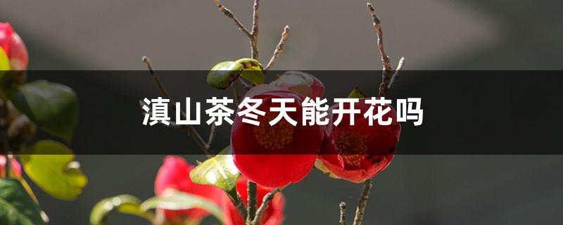 Can Dianshan tea bloom in winter