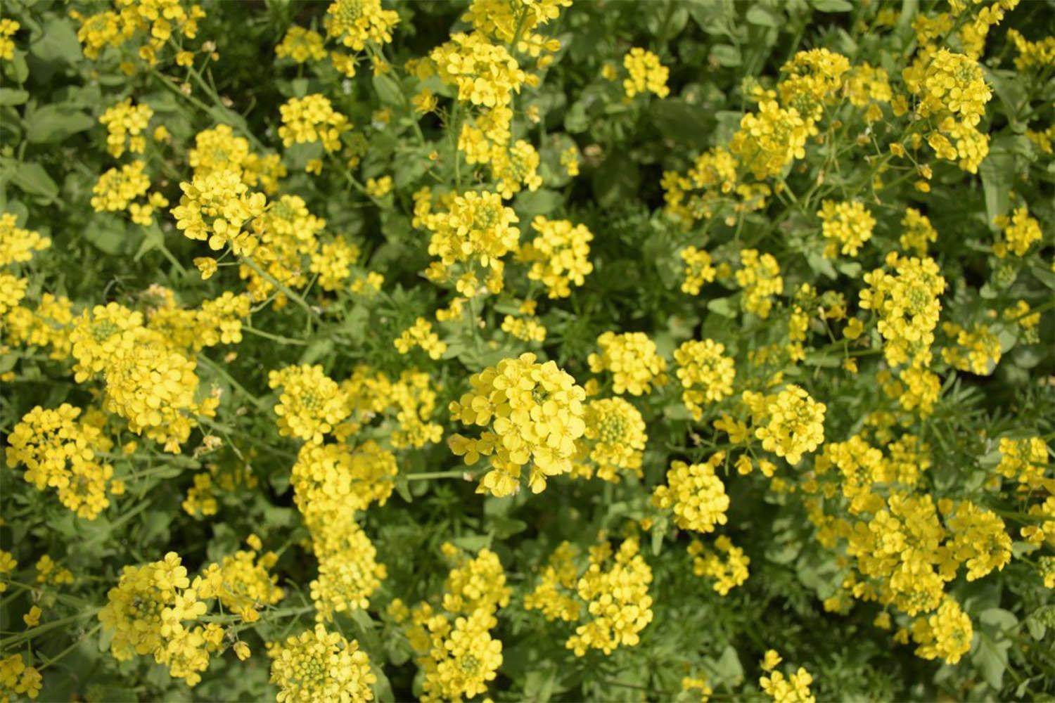 rapeseed flower