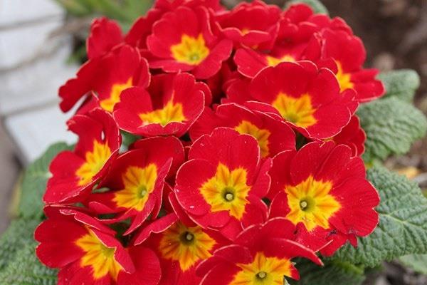 Do I need to apply foliar fertilizer to flowers in winter?