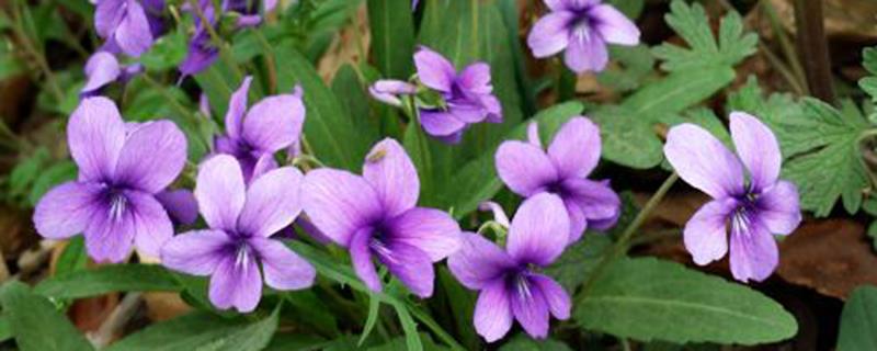 How to effectively weed the courtyard garden in winter