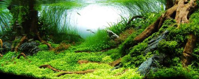 Will the aquatic plants in the tank freeze to death in winter