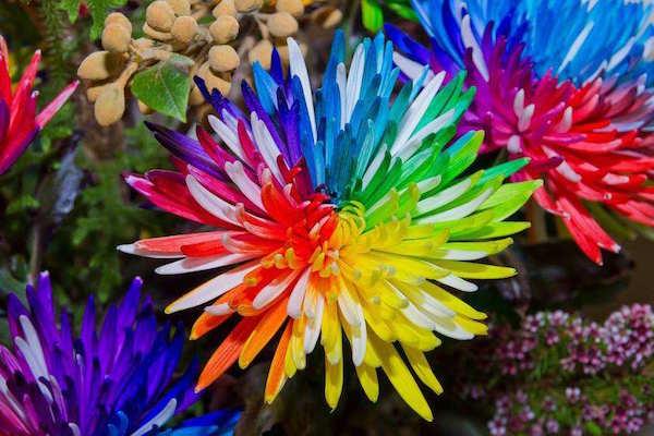 Rainbow Chrysanthemum Breeding Methods