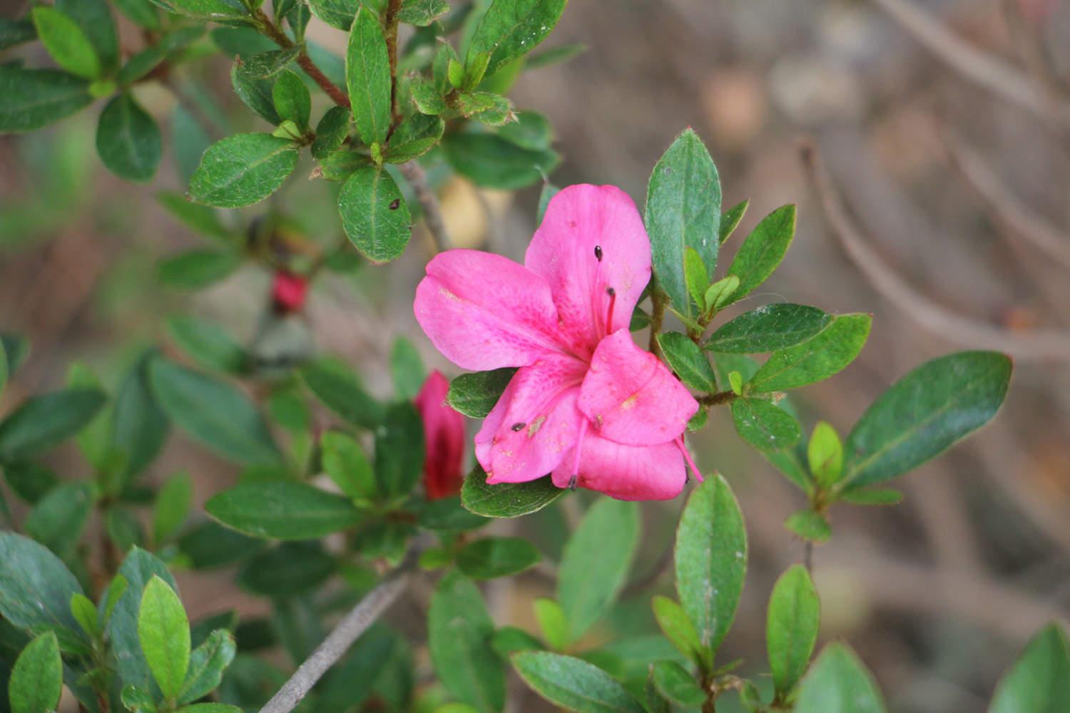 Azalea