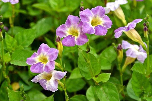 Several kinds of flowers suitable for viewing on New Year's Day