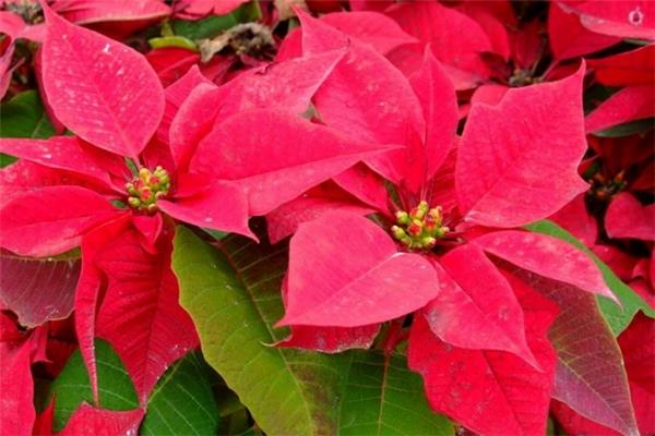 What is the Christmas flower?