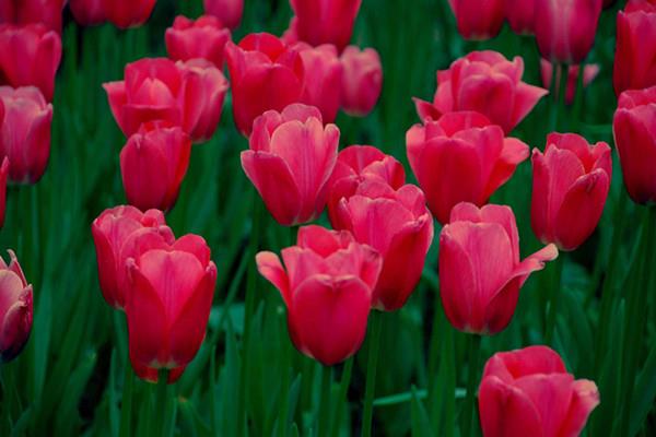 Counting several flowers that represent winter