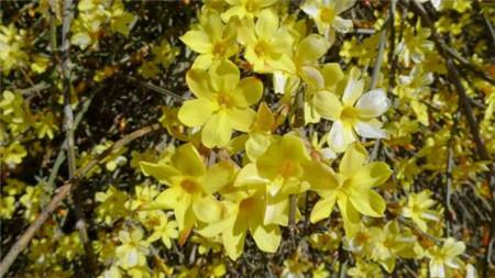 Jasminum blooming