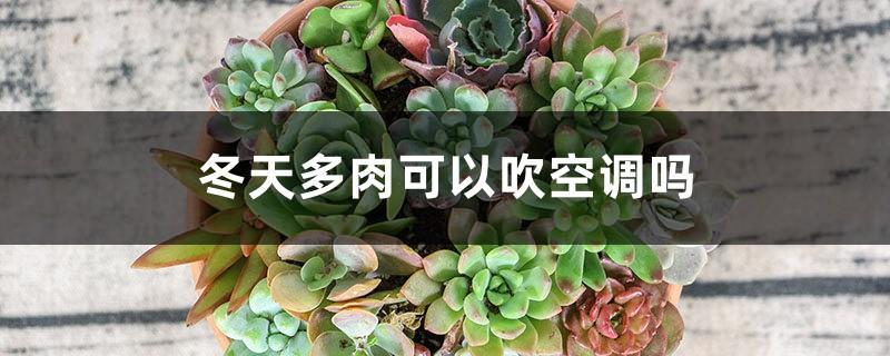 Can succulents have air conditioners in winter?