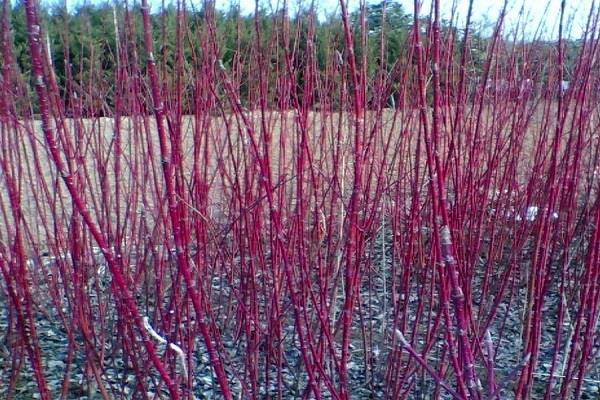 Common pole viewing plants in northern winter