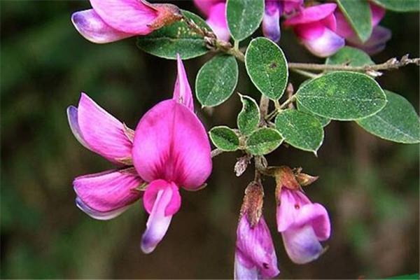 An inventory of the ten most drought-tolerant plants in winter